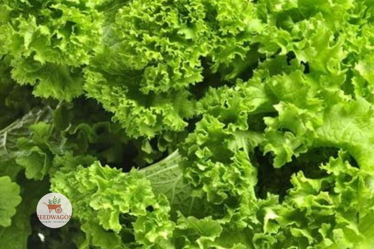 Southern Giant Mustard Greens Seeds – Heirloom Brassica juncea, Non-GMO Leafy Green, Cool-Season Vegetable, 100 Seeds