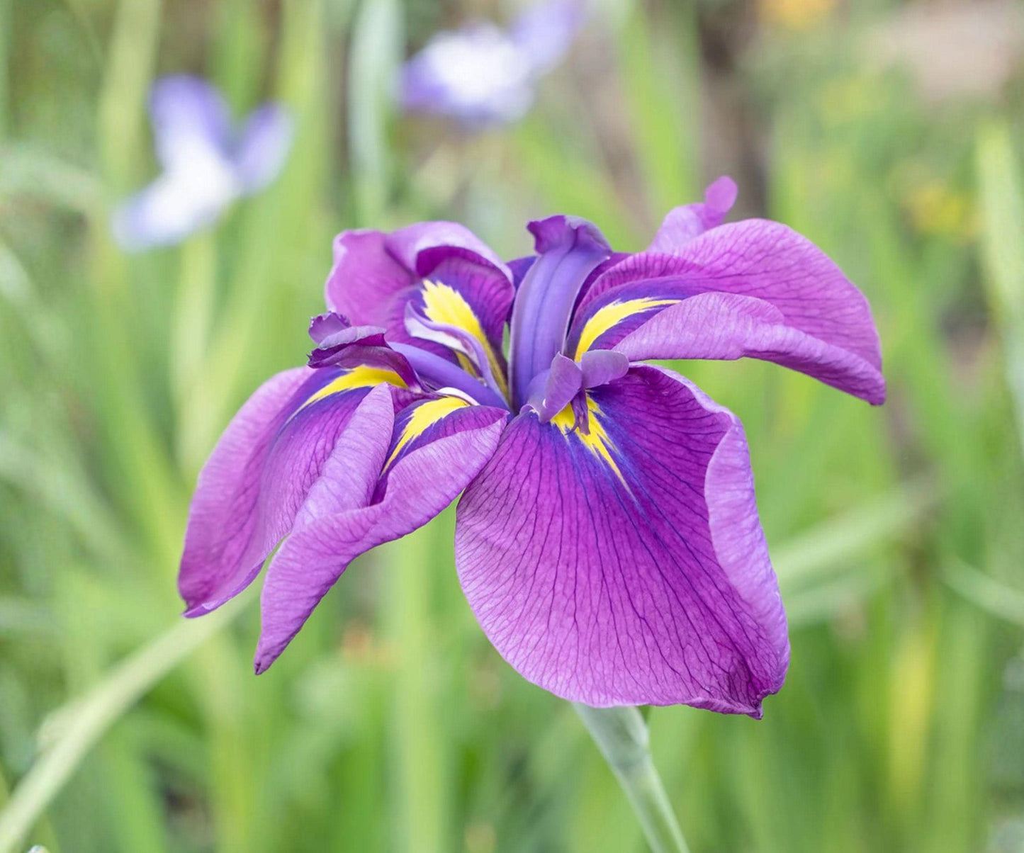 Japanese Iris Root Division – Royal Robes, Deep Purple & Yellow, Iris ensata, Perennial Garden Plant