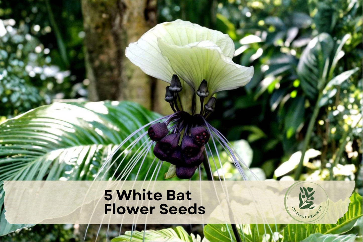 White Bat Flower Seeds – Tacca integrifolia, Exotic Tropical Plant, Rare White Bat-Shaped Blooms, Indoor & Shade Garden, Collector’s Seed Pack