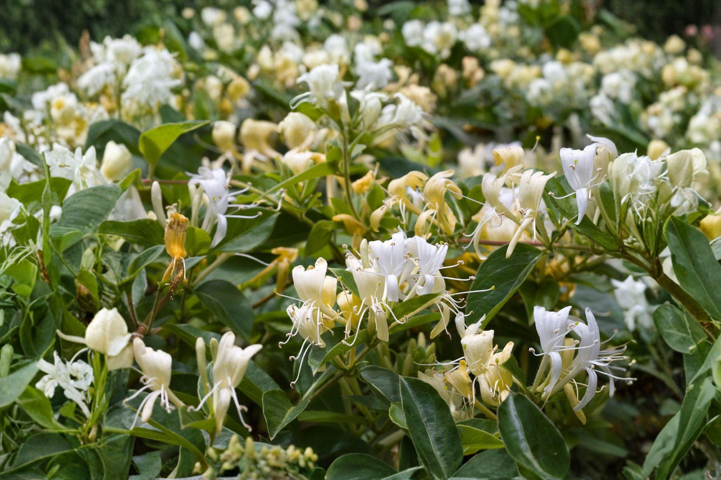White Honeysuckle Bare Root Vine – Lonicera spp. Fragrant White Flowers, Climbing Perennial for Garden, Fence, Trellis