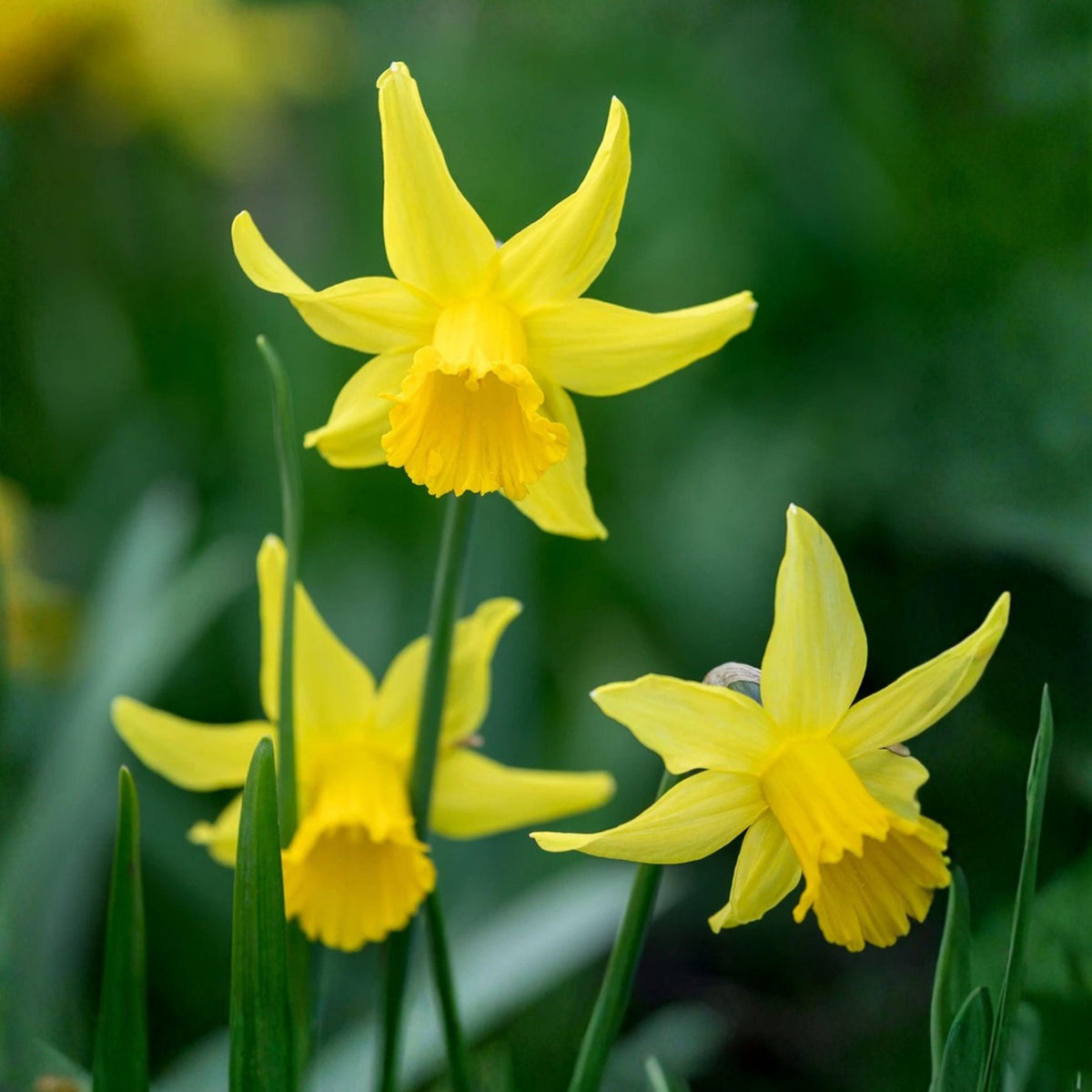 February Gold Daffodil Bulbs – Narcissus ‘February Gold’ Early Spring Flowering Bulbs, 20 Pack for Garden Beds and Borders