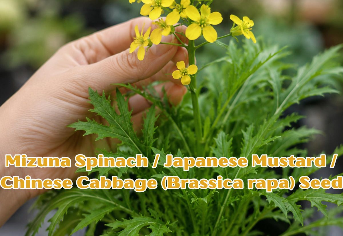 Heirloom Mizuna Spinach Seeds, Japanese Mustard Greens, Brassica rapa, Asian Vegetable Garden, Leafy Greens, Fast-Growing, Organic Seeds