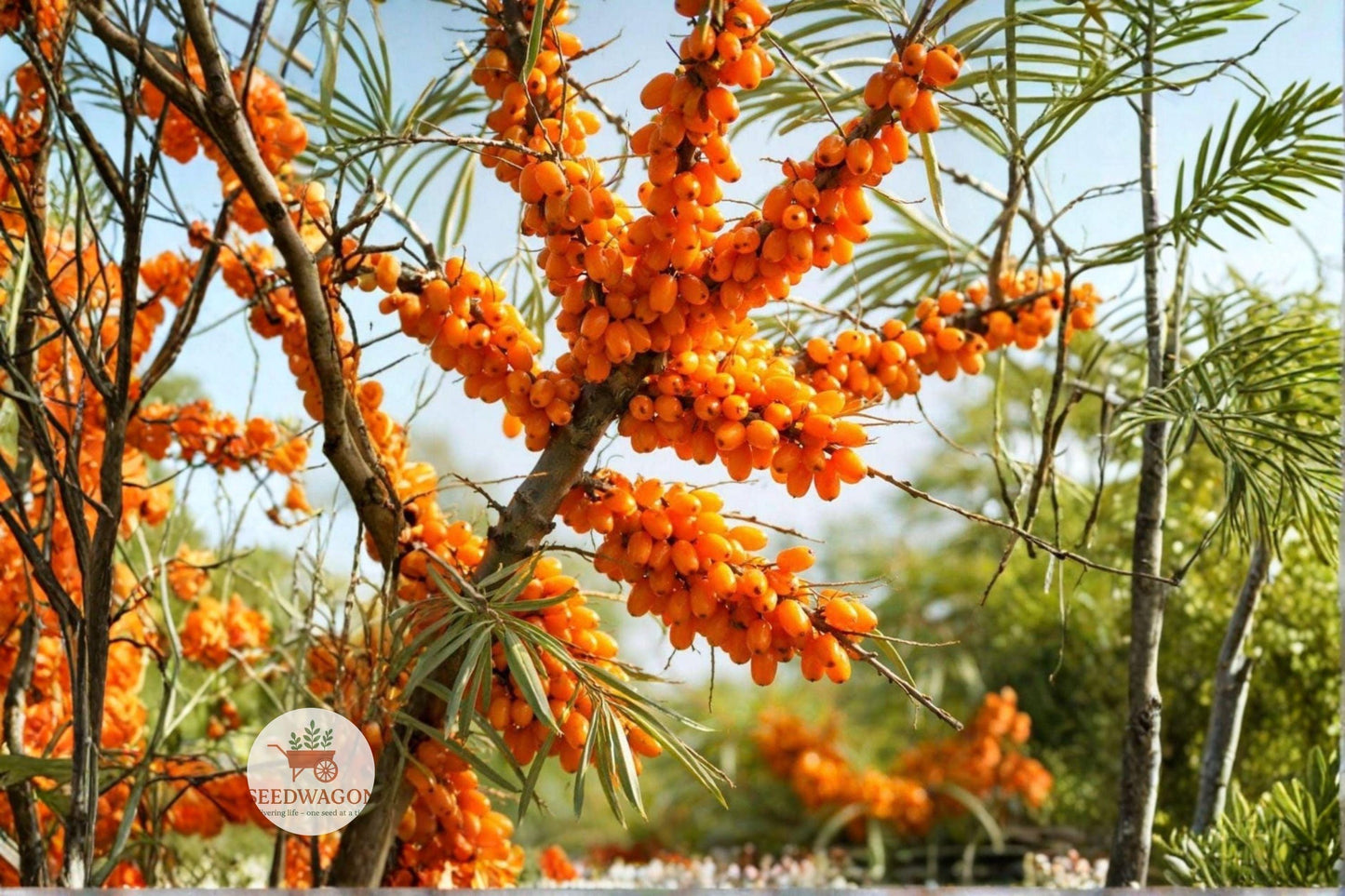Sea Buckthorn Seeds Hippophae rhamnoides Edible Berry Hardy Shrub for Erosion Control & Wildlife