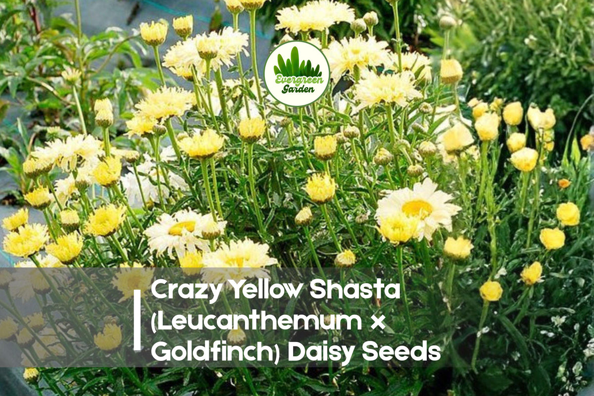 Crazy Yellow Shasta Daisy Seeds – Leucanthemum x Goldfinch, Bright Yellow Blooms, Perennial, Pollinator-Friendly, 200 Seeds