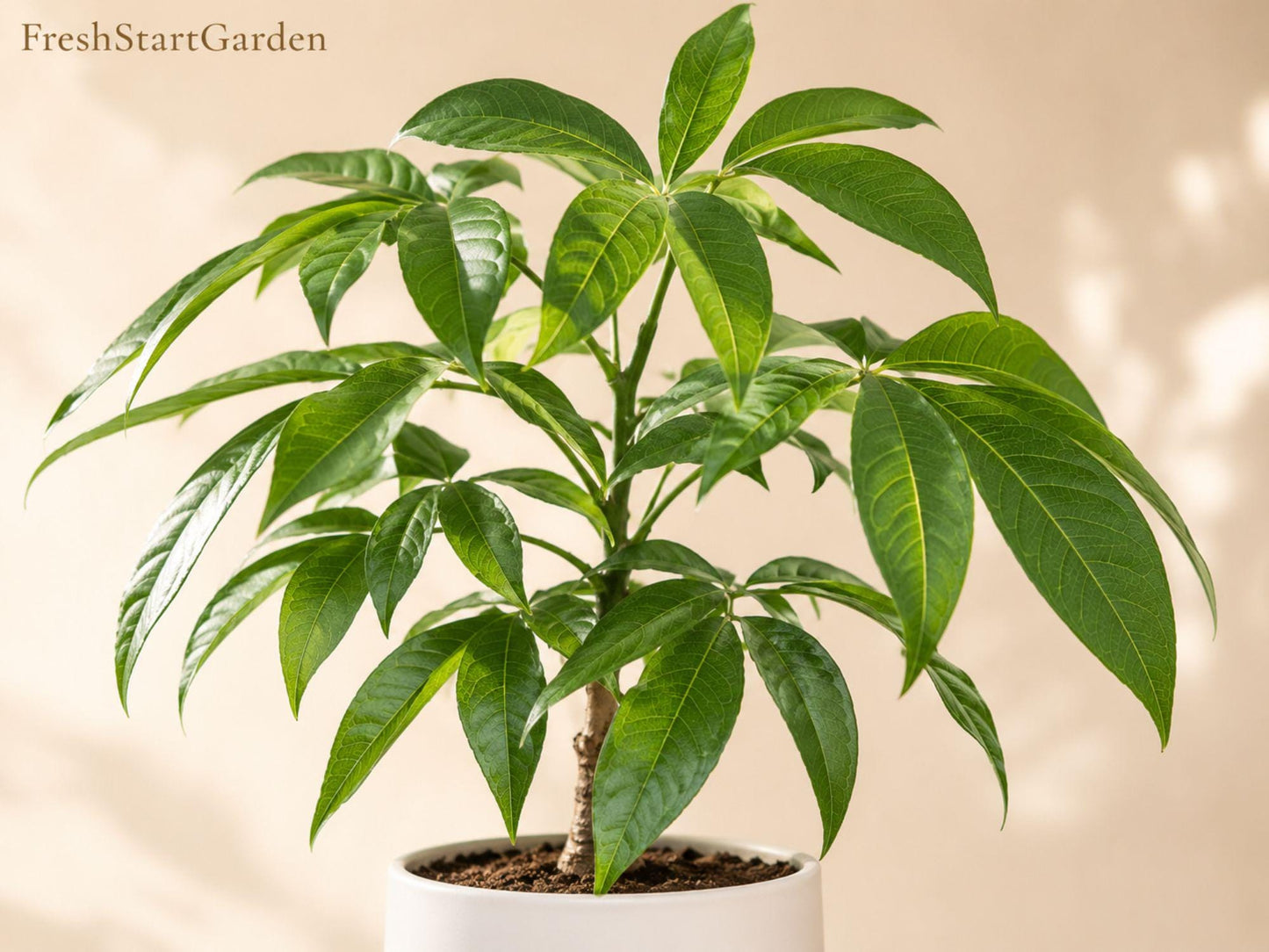 Pecan Tree Bare Root Starter Plant 12-24in Carya illinoinensis Nut Bearing Shade Landscape
