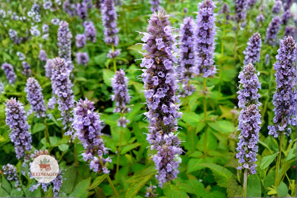 Anise Hyssop Seeds 100 – Agastache foeniculum Blue Giant Hyssop Pollinator Wildflower Herb