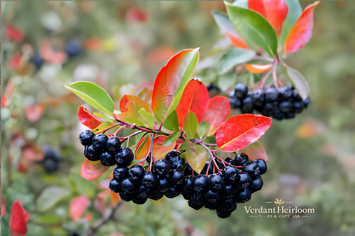 Black Chokeberry Unrooted Cuttings – 12 Live Plants, Aronia melanocarpa, 6–8 Inches, Deciduous Shrub for Landscaping