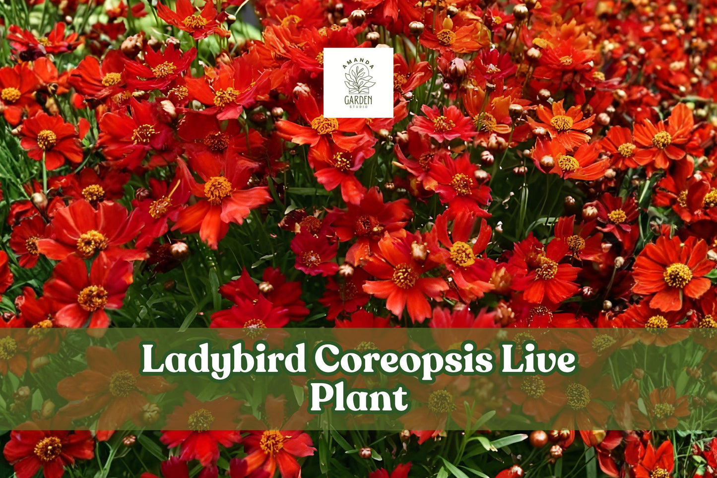 Ladybird Coreopsis Live Plant | Starter Plug for Pollinator Gardens, Borders & Containers | Coreopsis lanceolata
