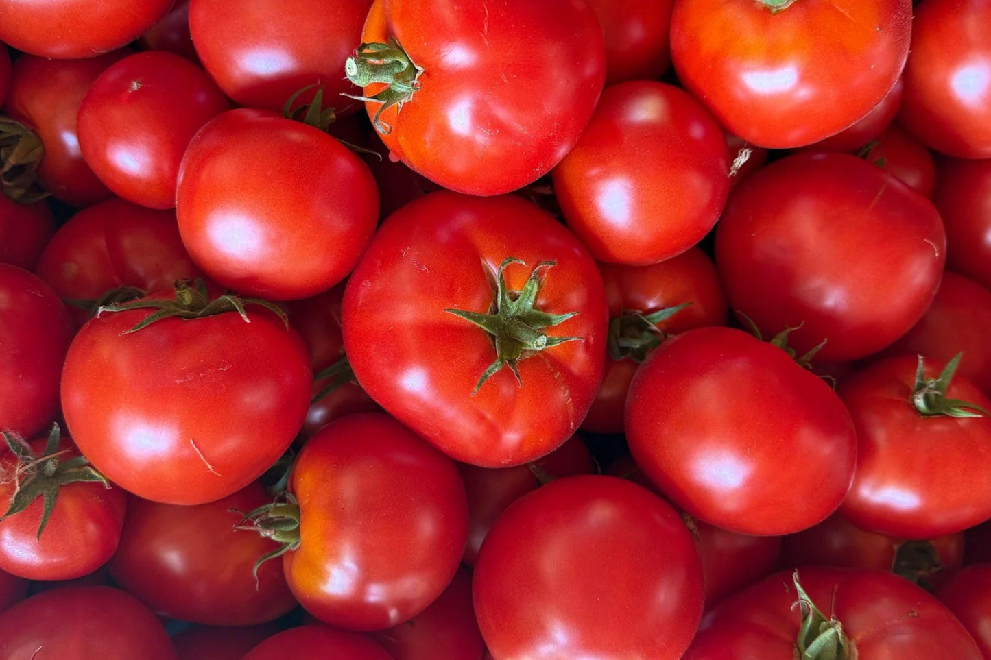 Watermelon Beefsteak Tomato Seeds – Heirloom Pink Fruit, Large Slicing Tomatoes, Solanum lycopersicum, 35 Seeds