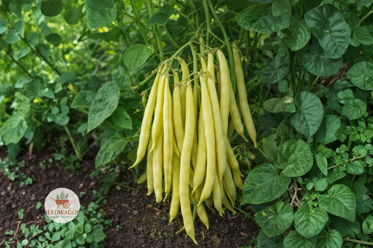 Golden Wax Bush Bean Seeds – Non-GMO Heirloom Vegetable, Easy Grow, Compact Bush Plant, Phaseolus vulgaris, 20+ Seeds