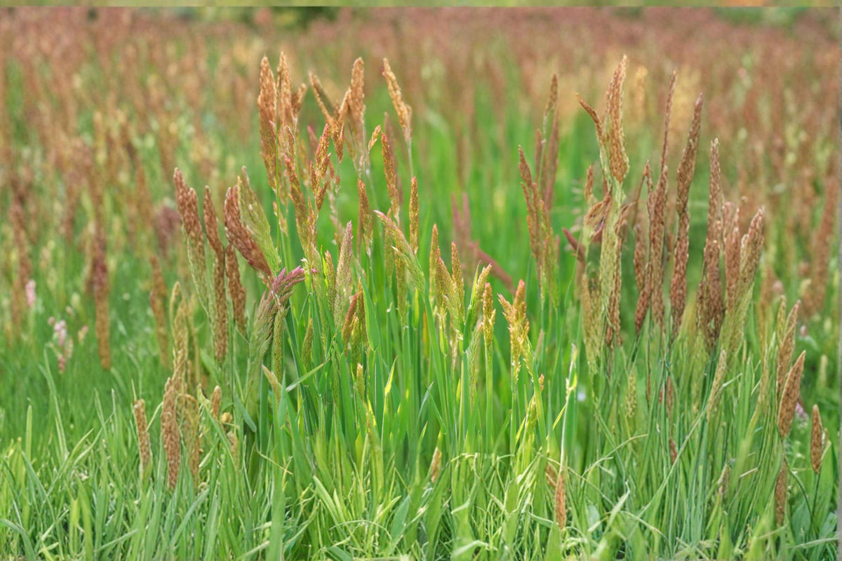 Creeping Red Fescue Seeds 1000 Pack – Festuca rubra Ground Cover Lawn Grass for Erosion Control & Landscaping
