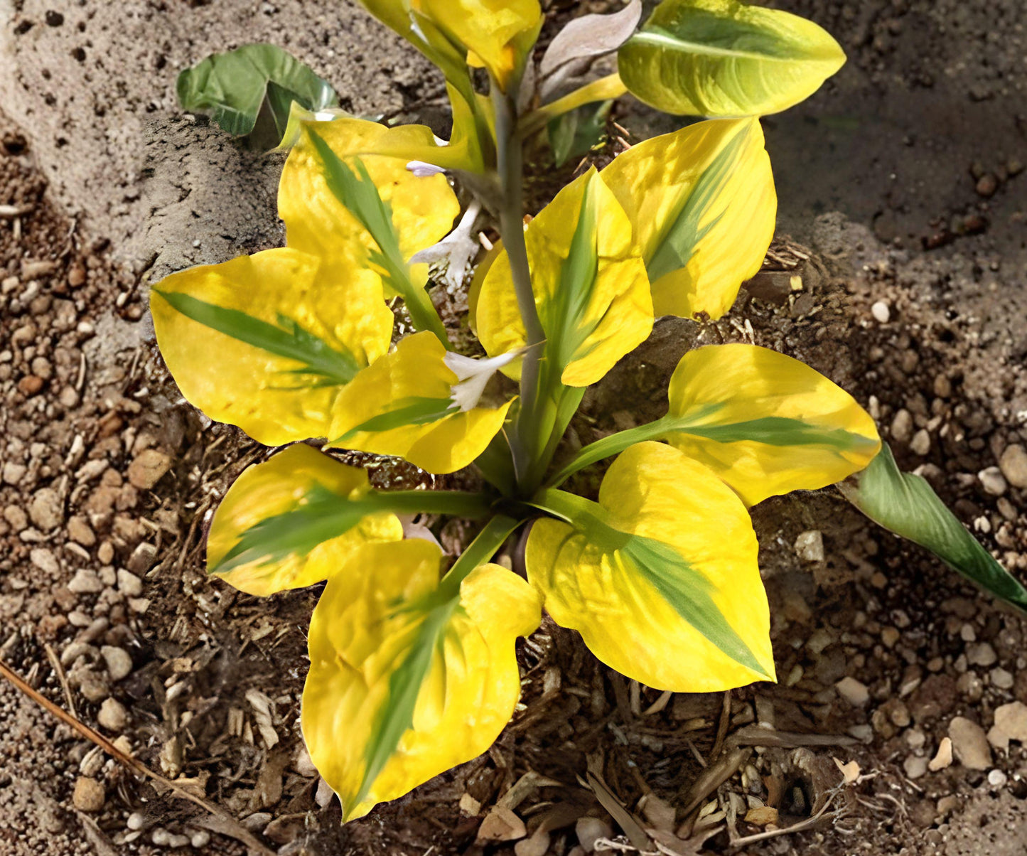 Hosta Glad Rags Bare Roots – Yellow Green Foliage, Lavender Blooms, Shade Perennial, Herbaceous Plant, Hosta ‘Glad Rags’
