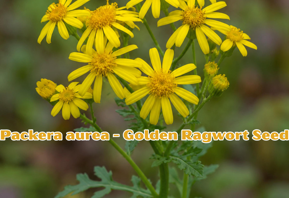 Packera aurea Golden Ragwort Seeds | Native Perennial Wildflower for Pollinator Gardens and Natural Landscaping