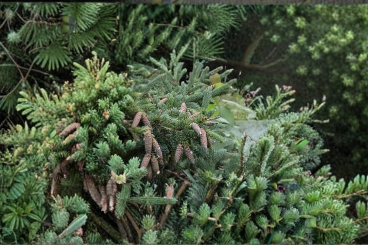 White Spruce Seeds – Picea glauca Evergreen Conifer for Landscaping, Windbreaks & Garden Planting