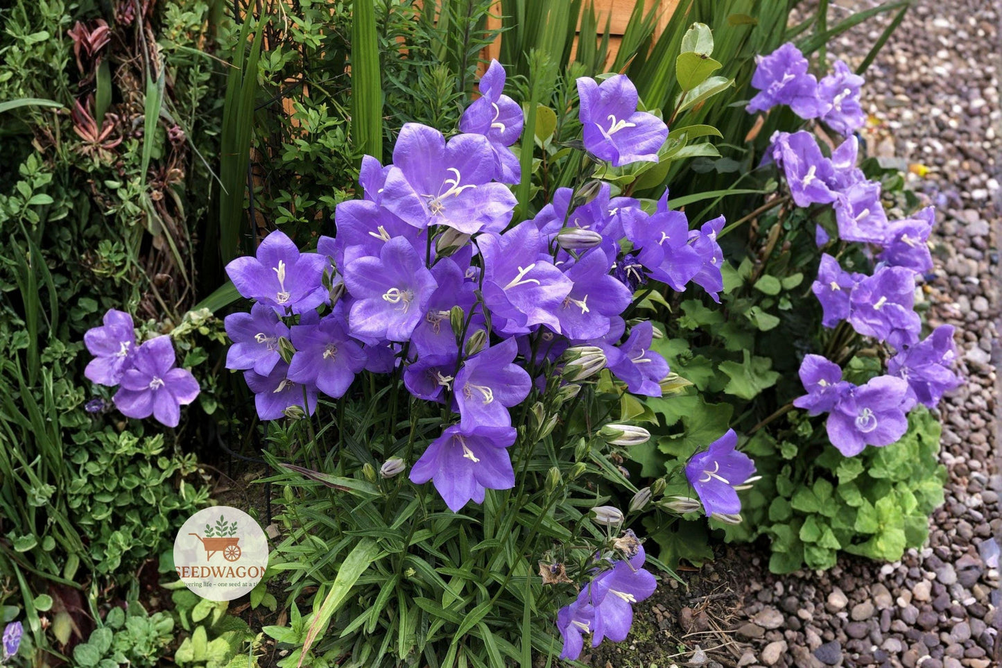 Harebells Seeds - Native Wildflower Campanula rotundifolia, Blue Bellflower, Pollinator-Friendly Perennial, 100 Seeds