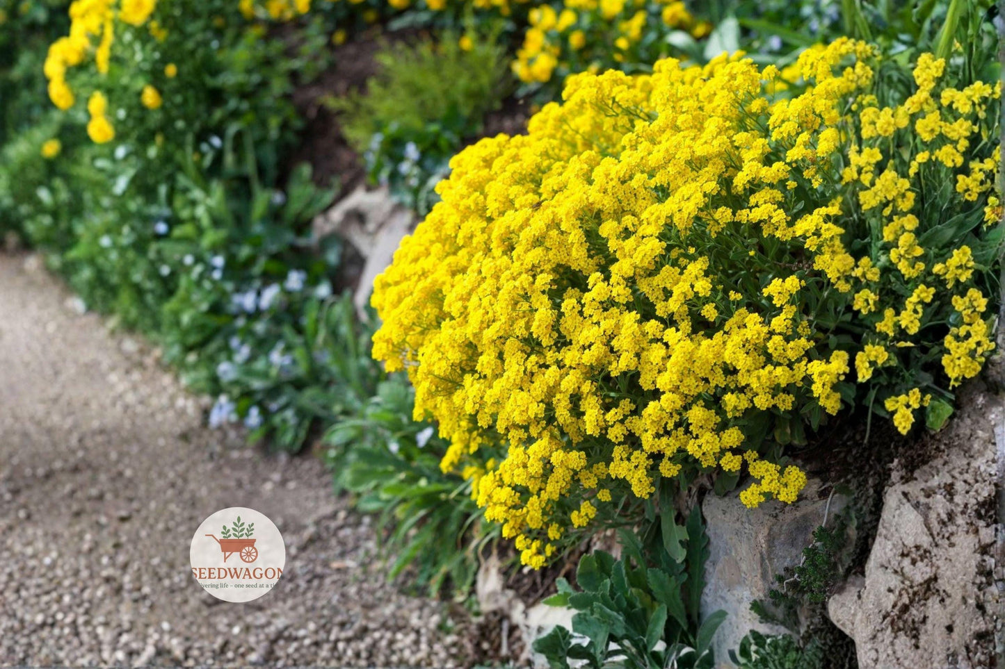 Basket of Gold Seeds - Alyssum saxatile, Yellow Rock Garden Flower, Drought Tolerant Perennial, Pollinator-Friendly, 100 Seeds