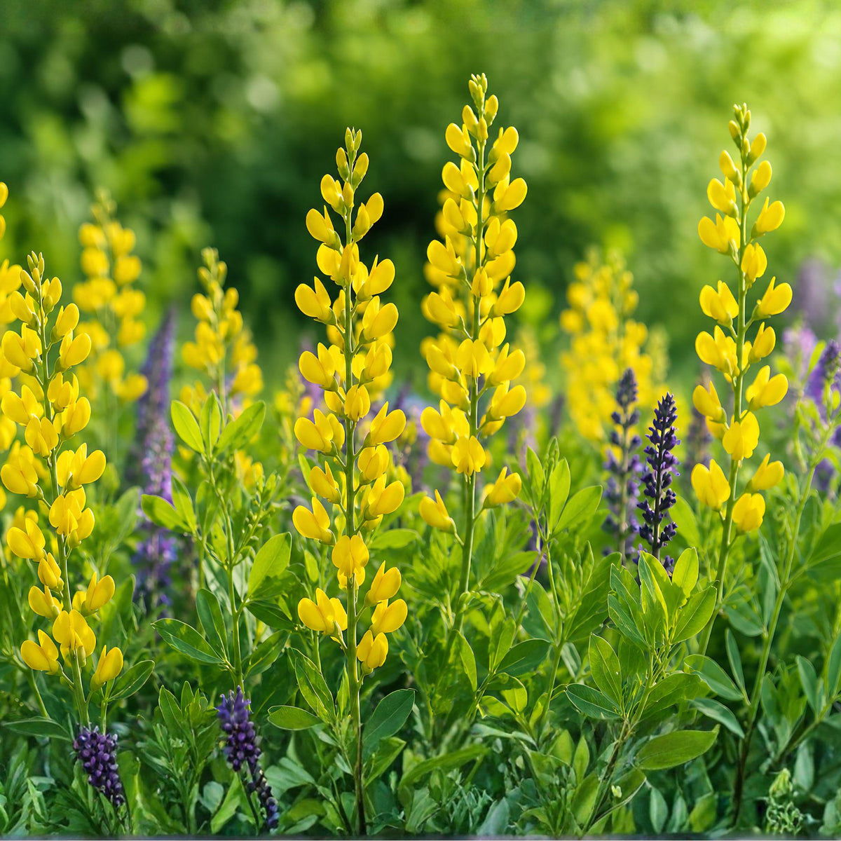 Small Yellow Wild Indigo Seeds – Baptisia tinctoria, Native Perennial Flowering Plant, Yellow Blooms, Prairie & Pollinator Gardens