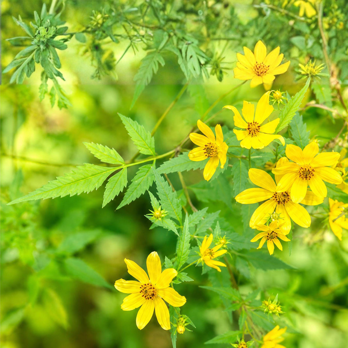 Bearded Beggarticks Seeds – Bidens polylepis Native Pollinator Flowering Plant, Bright Yellow Blooms, Wildflower Garden Seeds