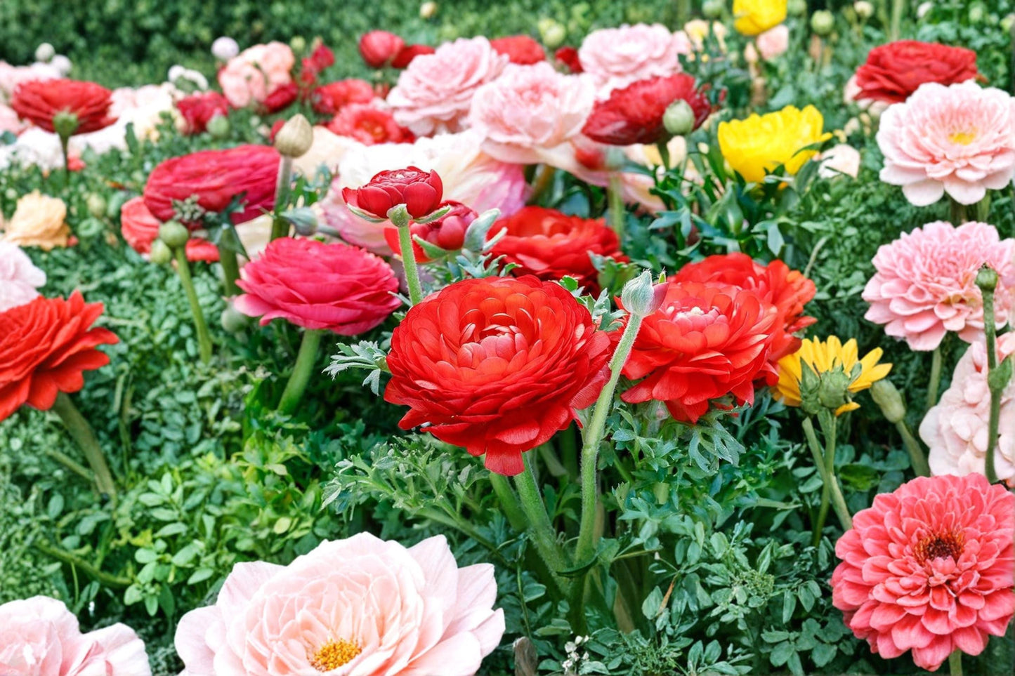 Red Ranunculus Bulbs – Ranunculus asiaticus Flowering Perennial for Garden Beds & Borders