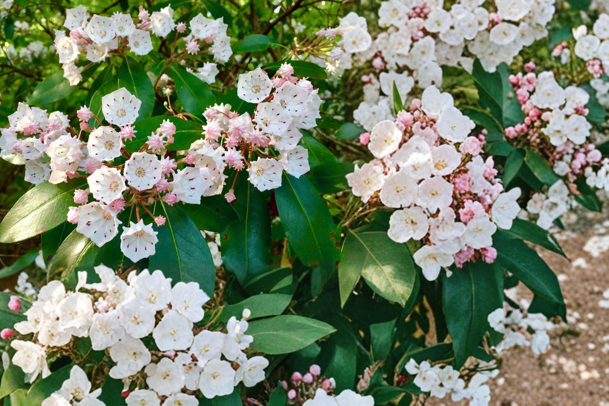 Pink Mountain Laurel Bare Root Plant – Kalmia latifolia, Evergreen Shrub for Woodland Gardens & Shade