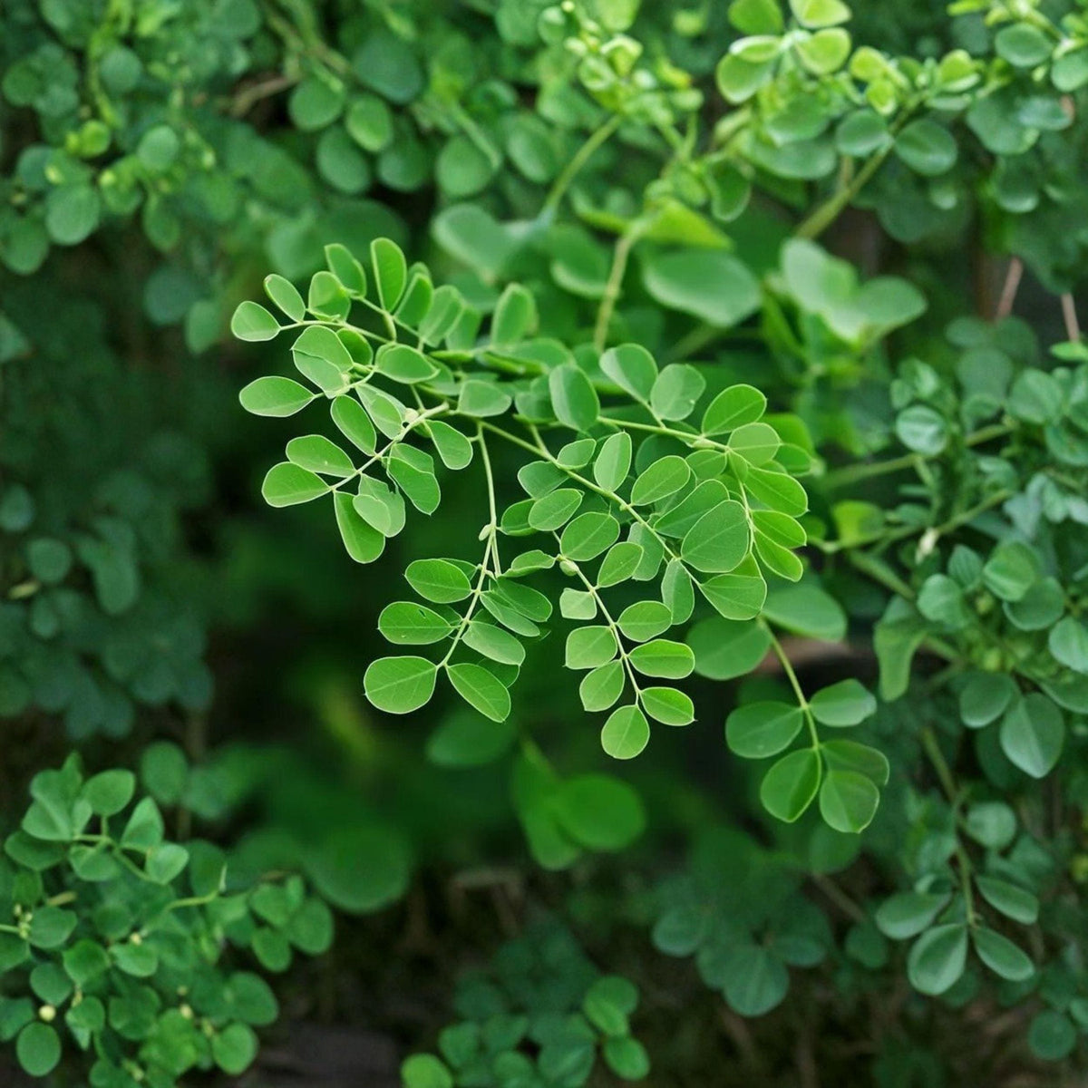 Moringa Oleifera Cuttings 14 Inch Drumstick Tree Pack of 6 Live Planting Material