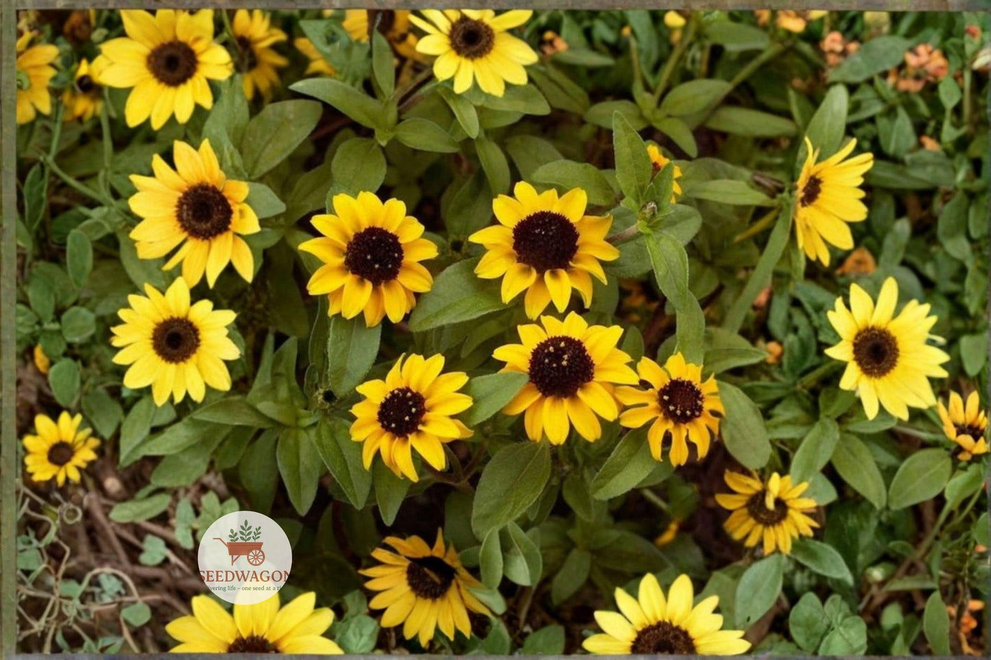 Creeping Zinnia Seeds, Sanvitalia procumbens, Groundcover Flower, 100 Seeds for Baskets, Borders, Rock Gardens