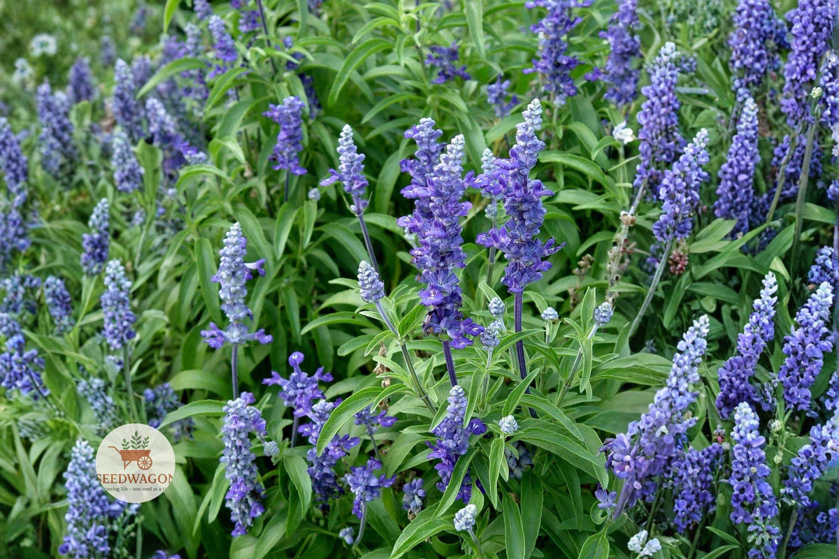 Blue Sage Seeds 100 Salvia farinacea Mealycup Sage Pollinator Garden Flower Seeds for Bees & Hummingbirds
