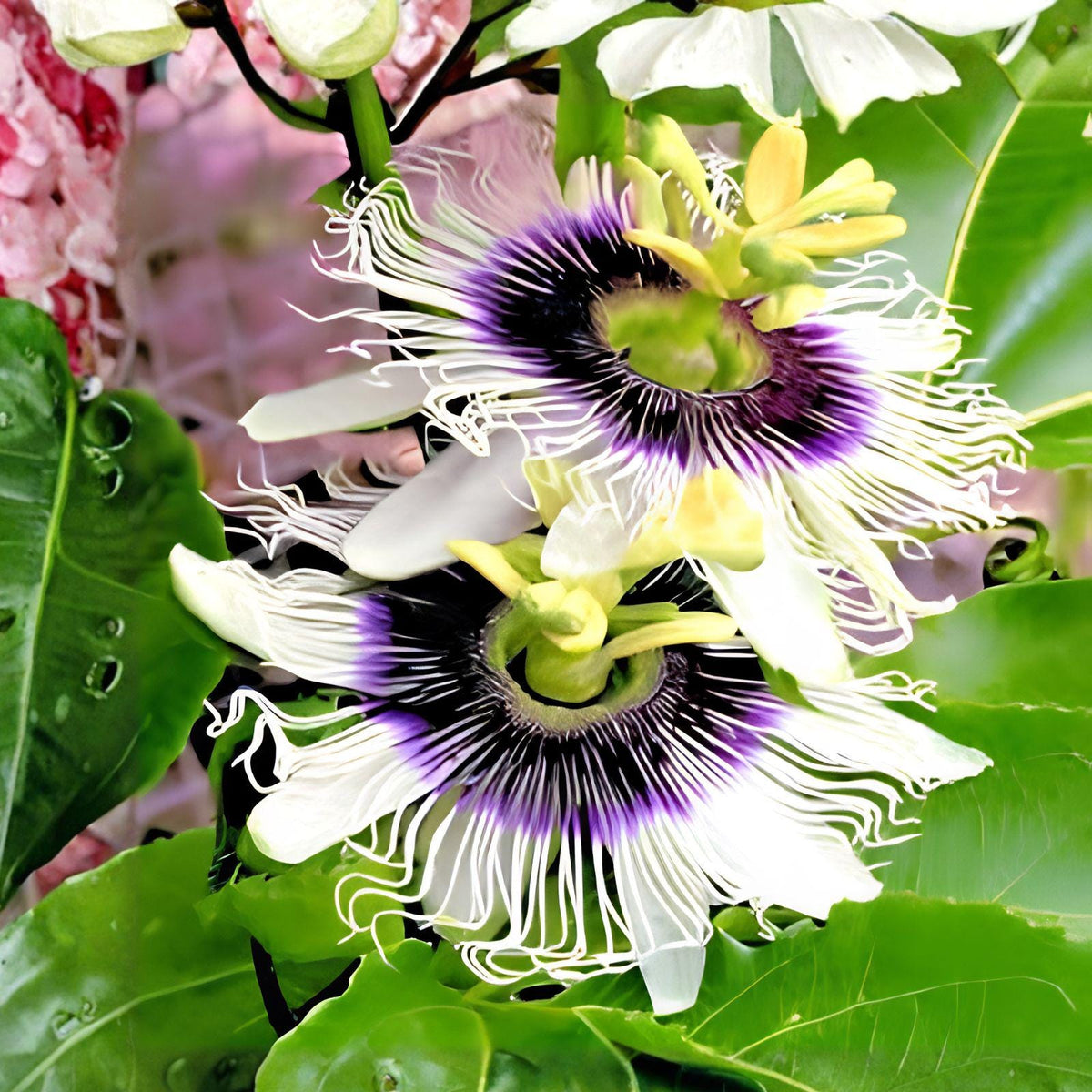 Purple Granadilla Passion Fruit Seeds – Passiflora edulis Tropical Climbing Vine with Purple Fruit & Flowers, 10 Seeds