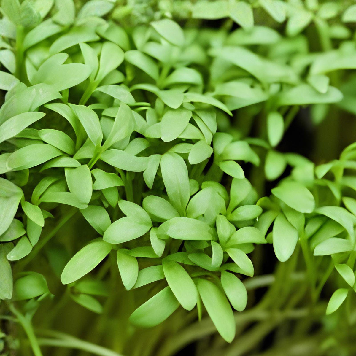 Pepper Cress Seeds, Edible Microgreens, Fast-Growing Lepidium sativum, Kitchen Garden, Container & Indoor Growing, 75 Seeds