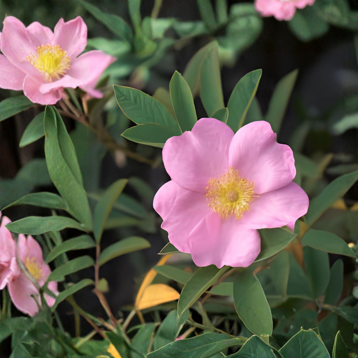 Swamp Rose Seeds – Rosa palustris Native Flower, Perennial Shrub, Pink Blooms, Wetland Plant, Wildlife Garden Seeds (30 Seeds)