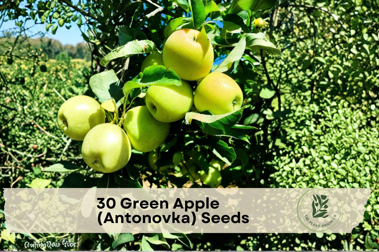 Green Apple Seeds - Antonovka Malus pumila, Cold-Hardy Fruit Tree Seeds for Home Garden & Orchard Planting