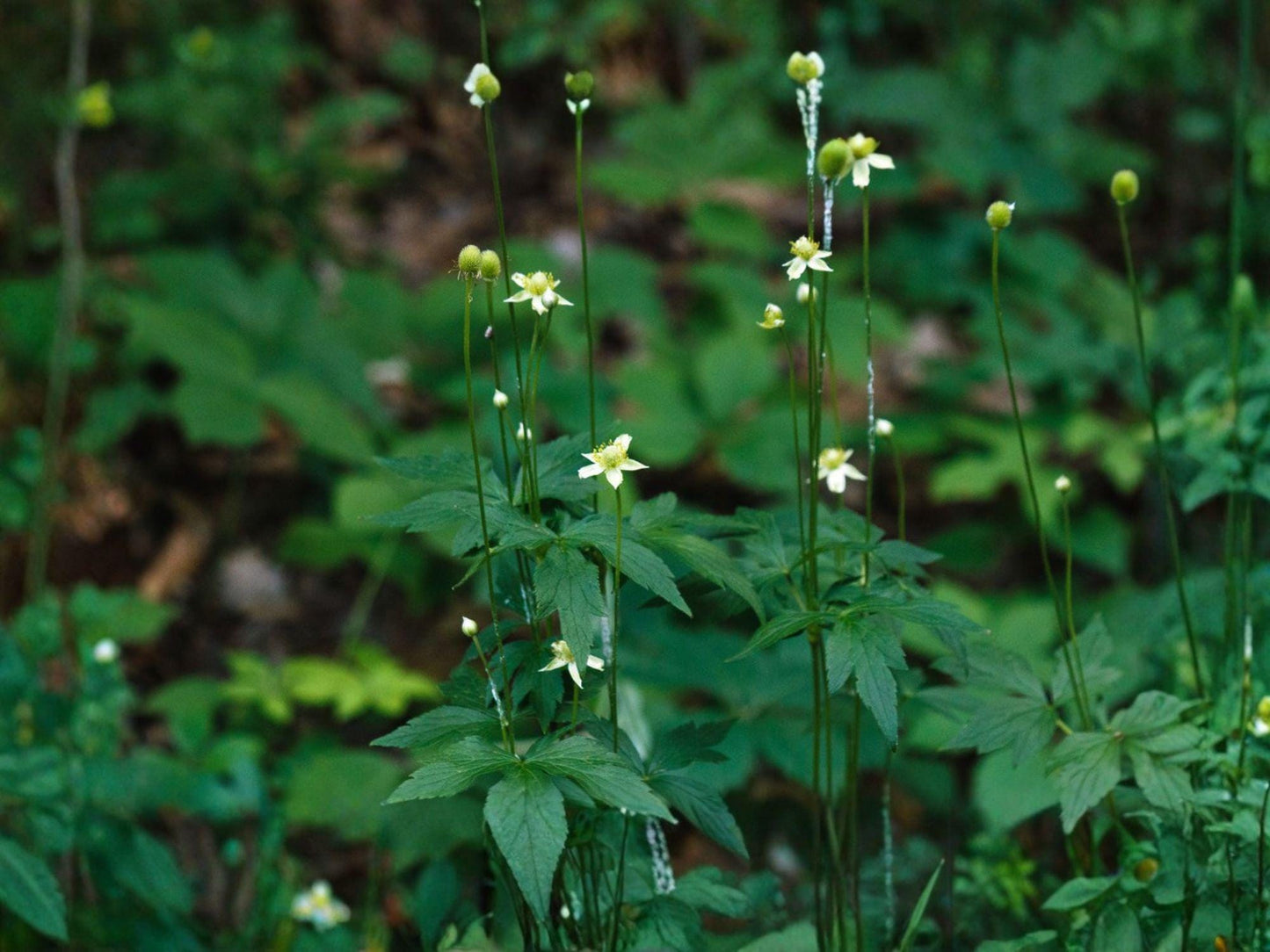 Tall Thimbleweed Wildflower Seeds | Anemone virginiana | White to Greenish-White Flowers | Native Perennial Plant
