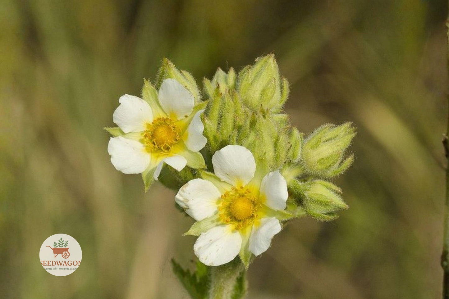 Prairie Cinquefoil Seeds 500 | Native White Wildflower | Potentilla arguta | Pollinator Garden Plant