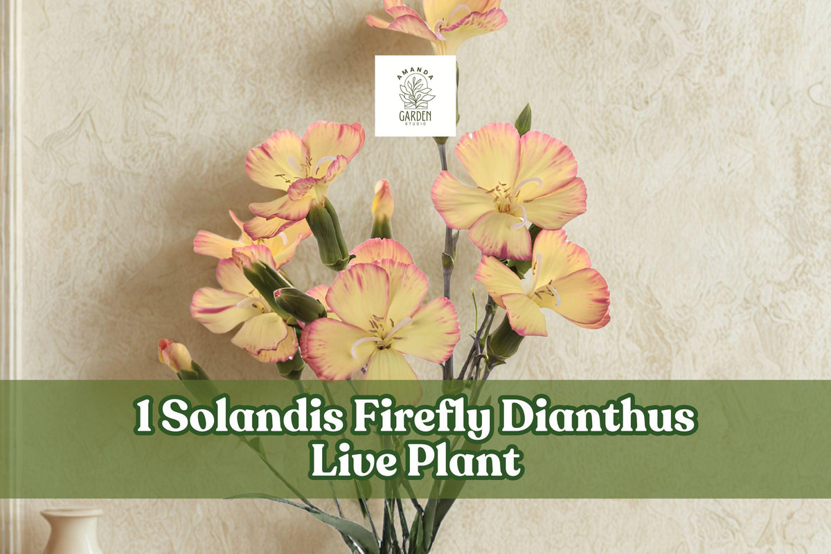 Solandis Firefly Dianthus Live Plant Plug – Rare Yellow Flowers with Red Edging, Perennial Garden Flower, Container & Cut Flower Garden