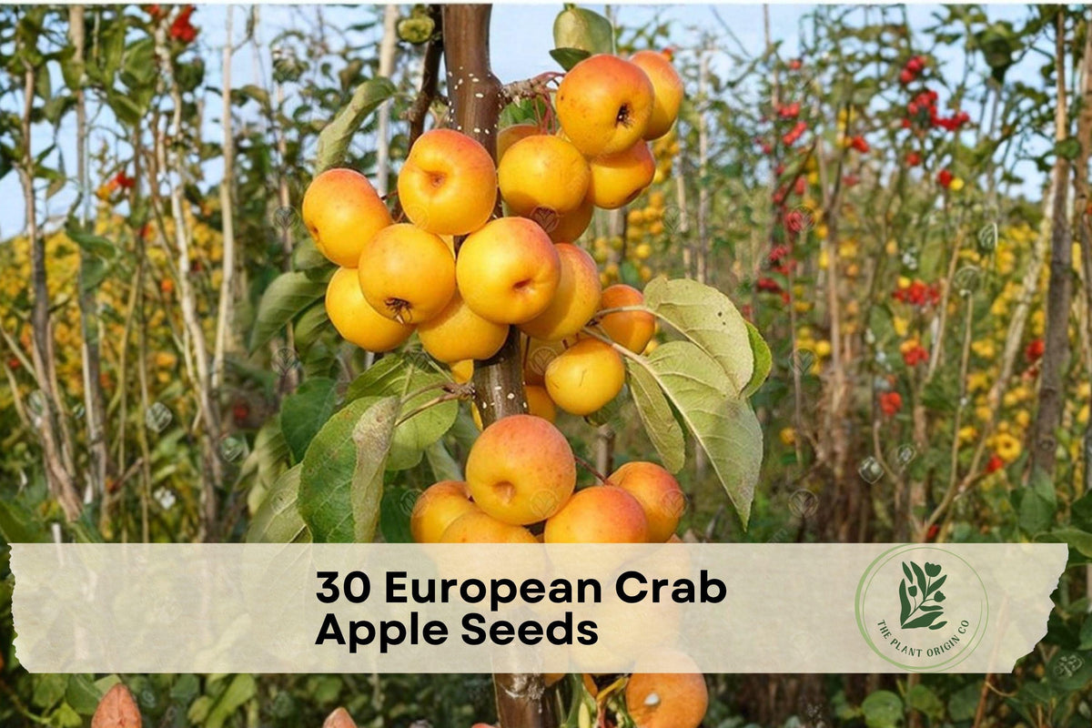 European Crab Apple Seeds - Malus sylvestris, Ornamental Fruit Tree, White Blossoms, Yellow-Red Fruits, Garden Landscape Plant
