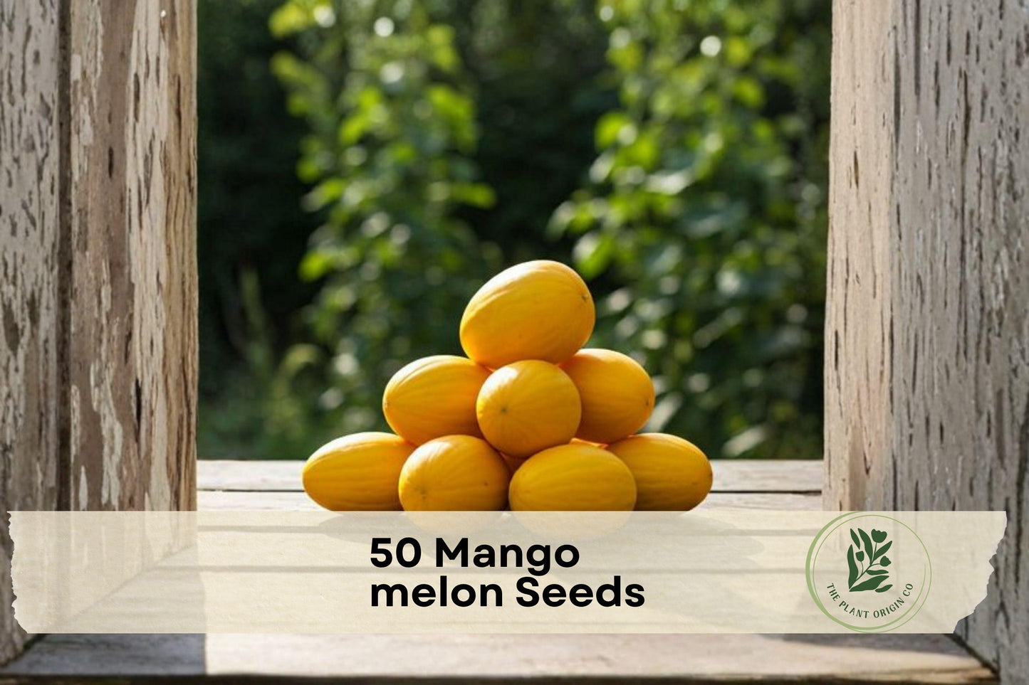 50 Mango Seeds for Growing Mangifera indica Tropical Fruit Tree, Edible Fruit, Garden or Container Plant