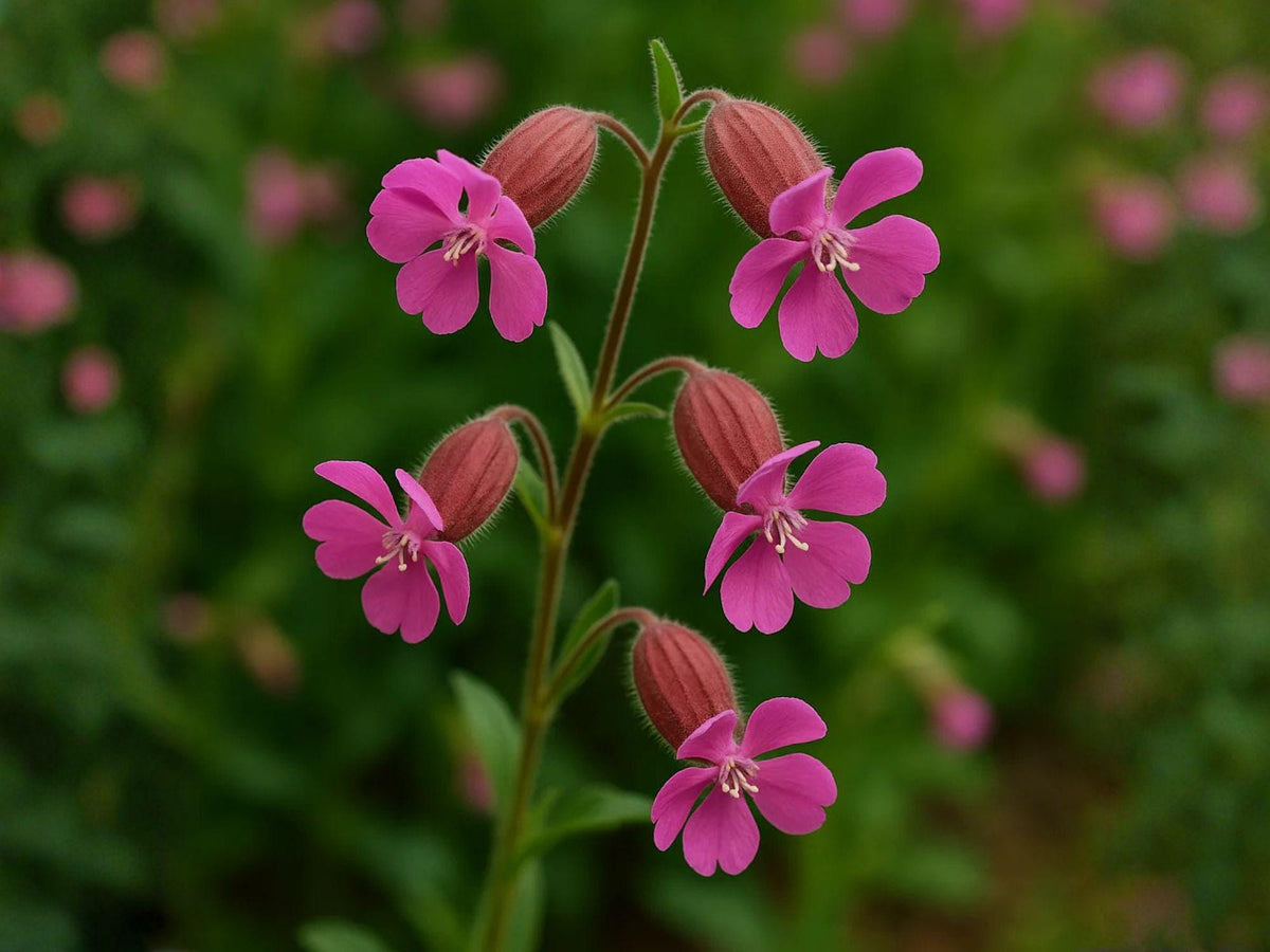 Nodding Catchfly Seeds | Silene Pendula Flower for Borders & Containers | Pink to Rose Color | Approx. 100 Seeds
