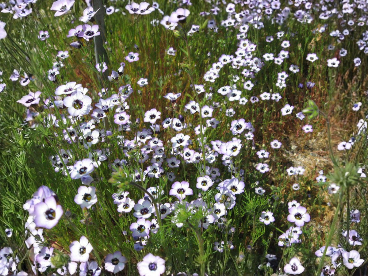 Bird’s Eyes Wildflower Seeds | Gilia tricolor | Lavender, Purple & Yellow Annual for Garden & Wildflower Planting