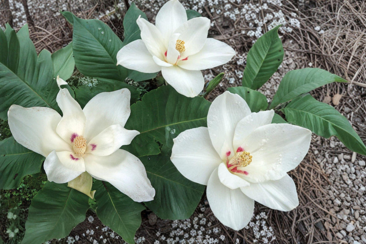 Bigleaf White Magnolia Bare Root Tree – Magnolia macrophylla – Large Fragrant White Flowers & Oversized Foliage
