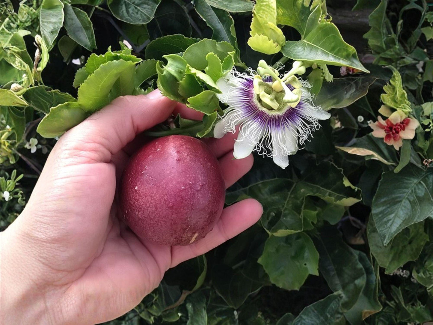 Purple Passion Fruit Vine Starter Plant, Passiflora edulis, Edible Tropical Climber for Trellis & Container