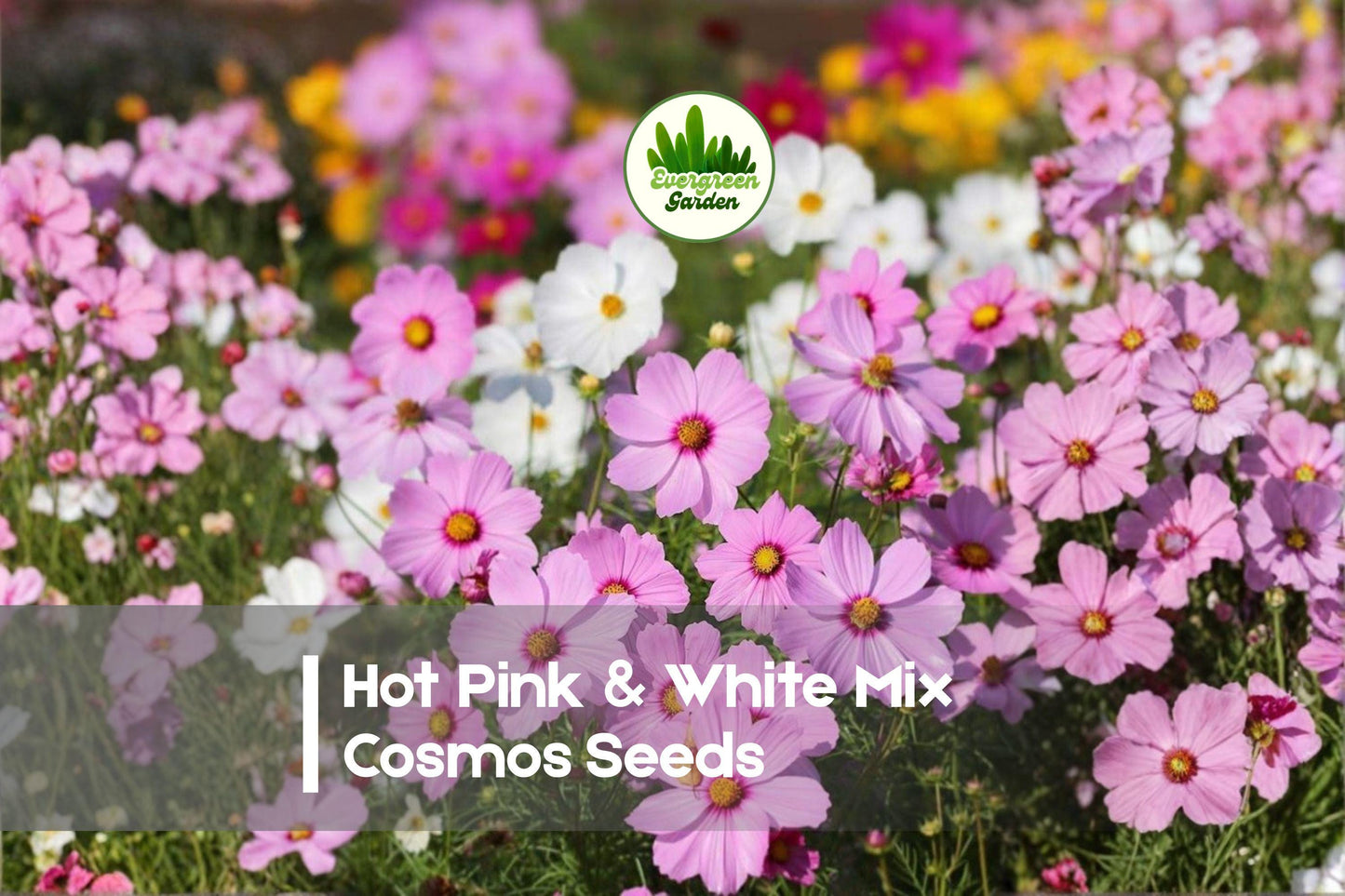 200+ Cosmos Seeds, Hot Pink & White Mix, Annual Flower, Cosmos bipinnatus, Bright Blooms for Borders & Wildflower Gardens