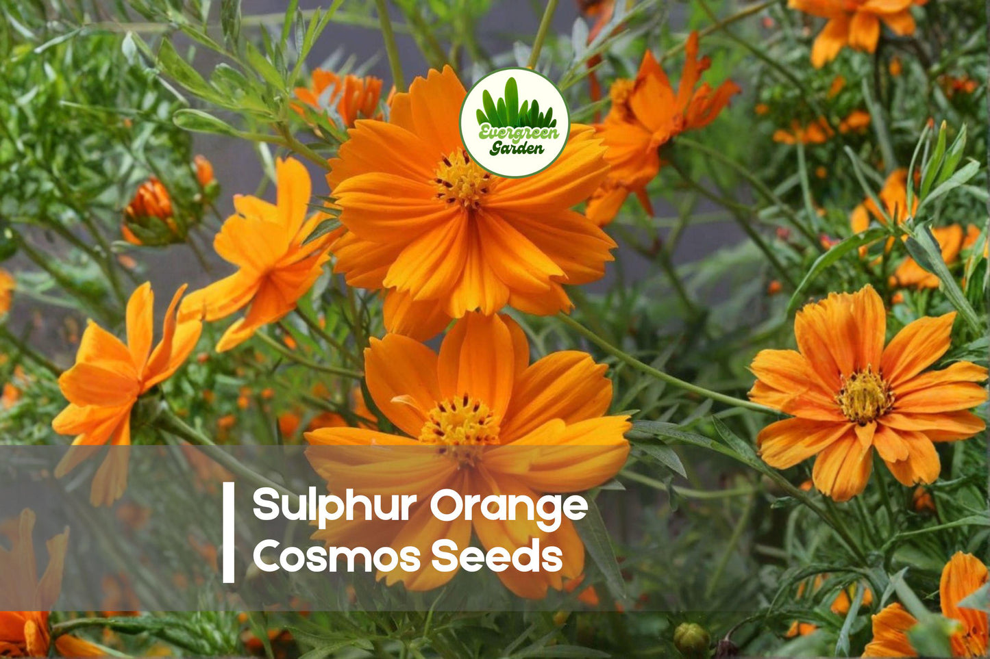 200 Sulphur Orange Cosmos Seeds - Vibrant Annual Flower Seeds for Pollinator Gardens, Borders, Wildflower Beds | Cosmos sulphureus