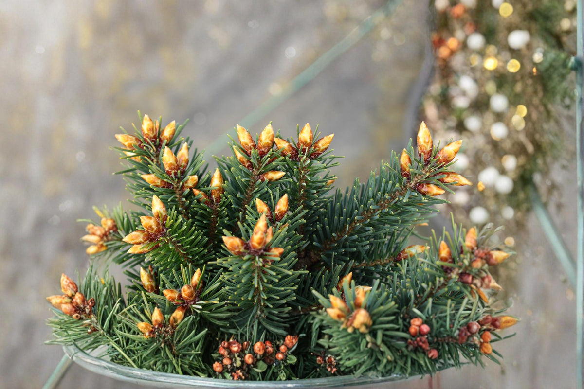 Blue Douglas Fir Seeds – Pseudotsuga menziesii Evergreen Conifer Tree for Landscaping & Outdoor Planting