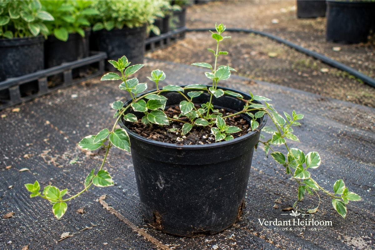 Wintercreeper Euonymus fortunei Cuttings – 12 Unrooted Evergreen Groundcover & Climbing Vine