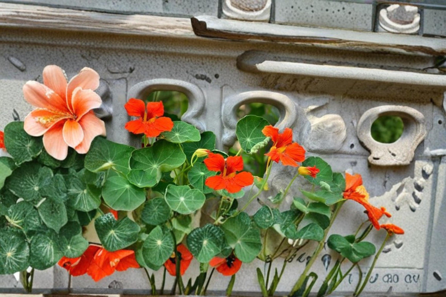 Trailing Nasturtium Seeds – Tropaeolum majus, Annual Flowering Vine, Mixed-Color Blooms, Container & Garden Bed Plant, 200 Seeds