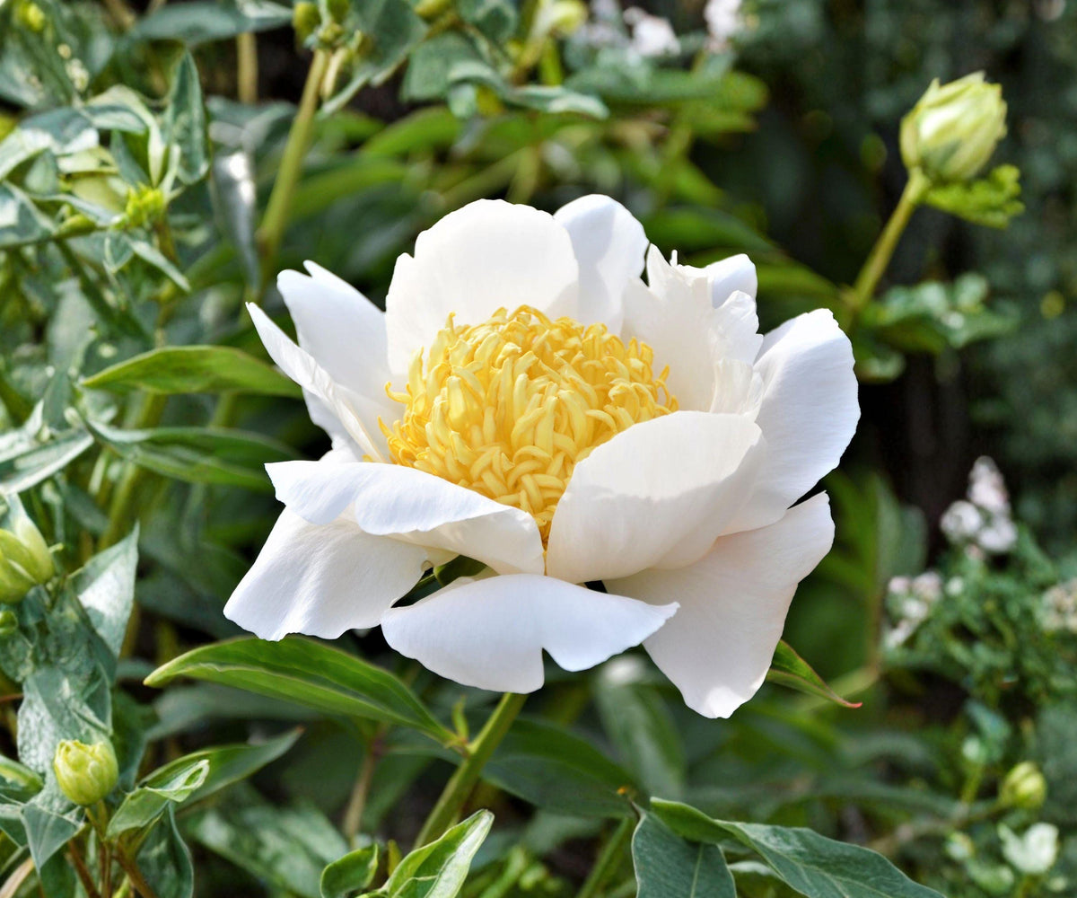 Peony Root Division Moon of Nippon White Yellow Japanese Style Herbaceous Perennial
