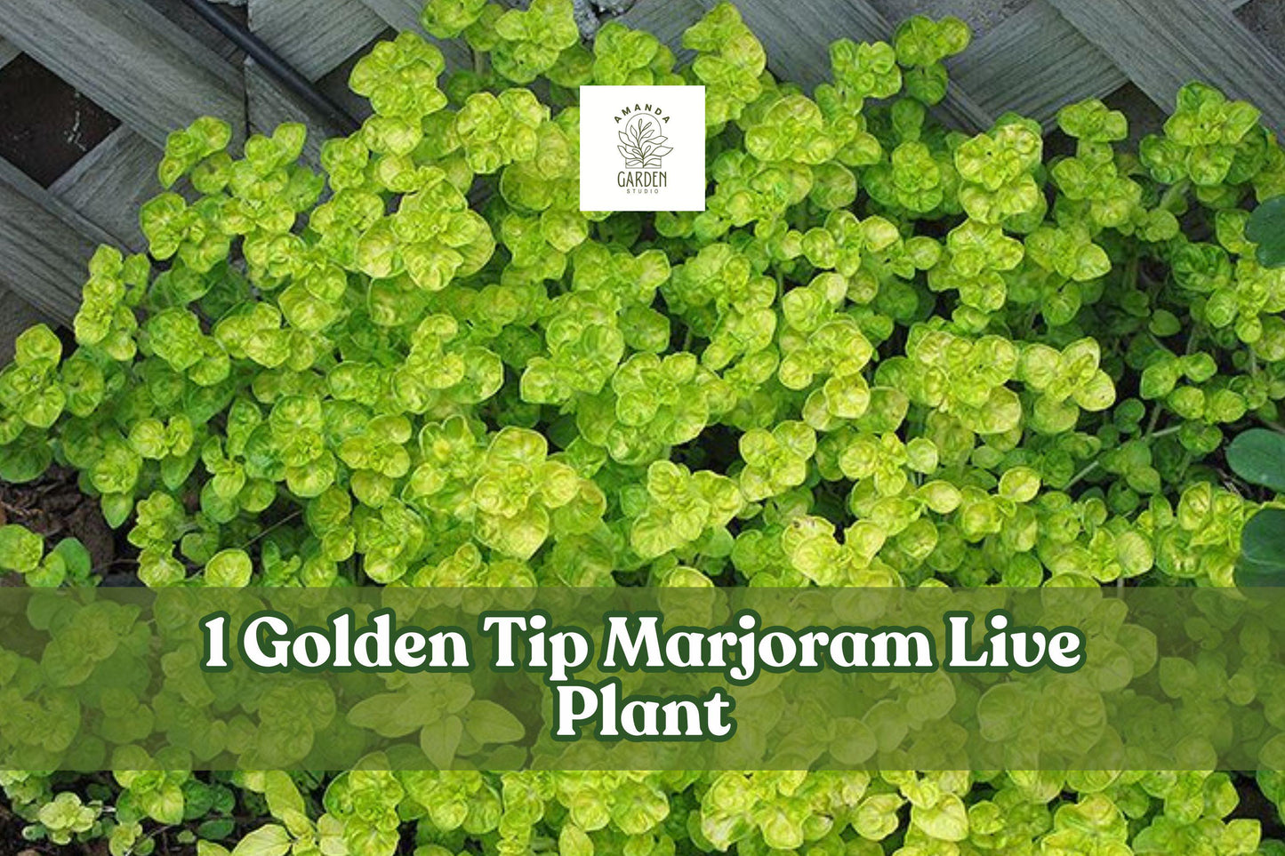 Golden Tip Marjoram Live Plant Plug | Culinary Herb Starter | Origanum majorana ‘Aureum’ | Kitchen Garden, Container
