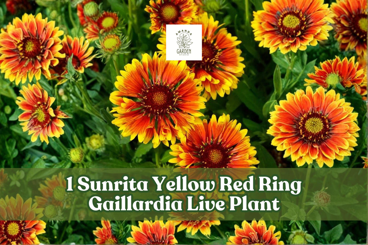 Gaillardia aristata Live Plant Plug – Sunrita Yellow Red Ring Blanket Flower, Bicolor, Full Sun, Compact Mounding, Starter Size