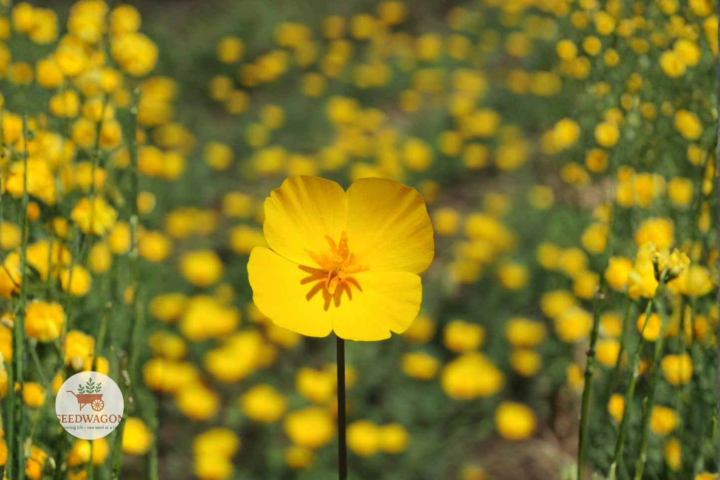 Tufted Dwarf California Poppy Seeds – Bright Yellow Eschscholzia caespitosa Wildflower for Gardens & Pollinators