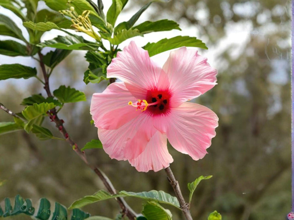Rose Mallow Flower Seeds | Hibiscus militaris | Perennial Pink Flowers for Garden Beds & Borders